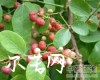 中药大全